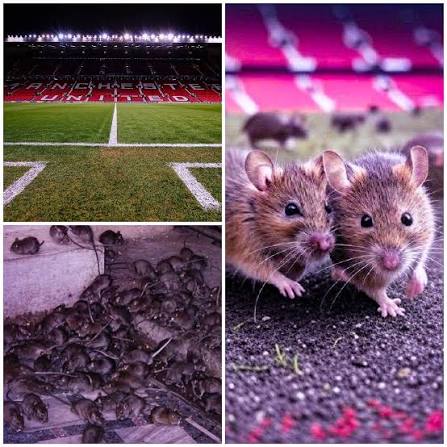 Man United Embarrassed By Mice Infestation At Old Trafford